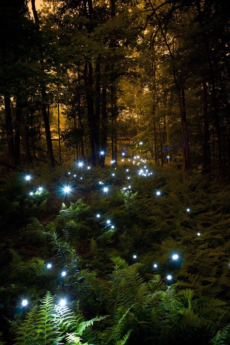 Interesting Photo of the Day: Fairies Light Up the Forest Johanna Basford Enchanted Forest, Forest Aesthetic, Fairy Forest, Aesthetic Light, Forest Illustration, Fairy Aesthetic, Fantasy Forest, Forest Wallpaper, Forest Photography