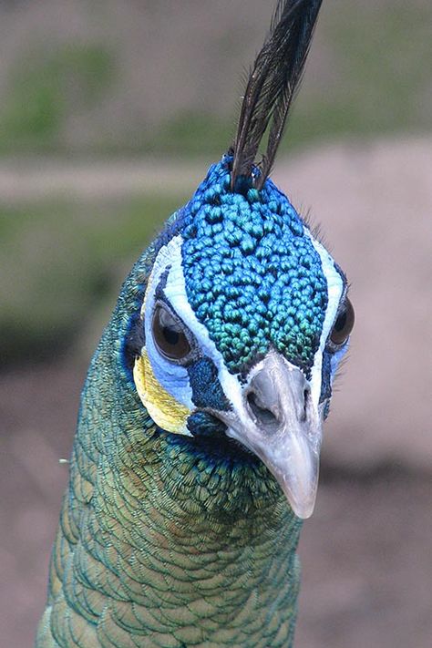 Javanese Green Peafowl Green Peafowl, Peacock Mask, Flying Creatures, Neon Black, Bird Photos, Dragon Girl, Different Birds, Peacock Bird, Rare Birds