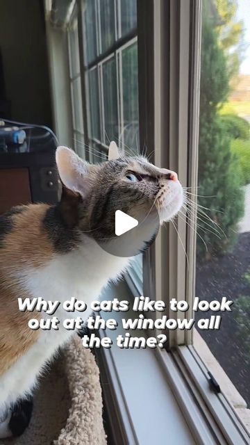 OreoAndPumpkinSpice on Instagram: "Why do cats like to look out the window?  #catfactsdaily #catsandfacts #catbehavior #factsaboutcats #windowwatching #igcatjunky #cateducation #cutecatsdaily #petsofinstagram #petvideos #catreel #catbond #catinformation #catfact #instafact #instacat_meow #catfacts #catlife🐾 #pets #petsofinstagram #meowed #cateducation #catinformation #reelsvideo" Cats Meowing, Cat Hacks, Looking Out The Window, Cat Behavior, Cat Facts, Kitty Cats, Cats Meow, Cat Owners, Cat Life