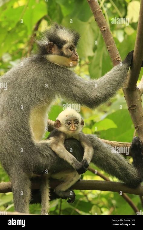 Download this stock image: Thomas leaf monkey, Gunung leuser national park - 2AWY1XN from Alamy's library of millions of high resolution stock photos, illustrations and vectors. Gunung Leuser National Park, North Sumatra, Primates, Southeast Asia, Print Images, National Park, Photo Image, National Parks, Vector Illustration