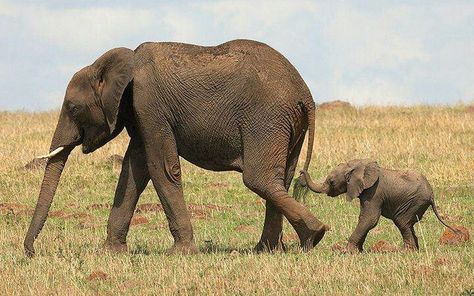 Mommy and baby elephant tattoo idea Baby Elephant Pictures, Elephant Facts, Elephants Never Forget, Happy Elephant, Elephant Pictures, Save The Elephants, Elephant Love, Work With Animals