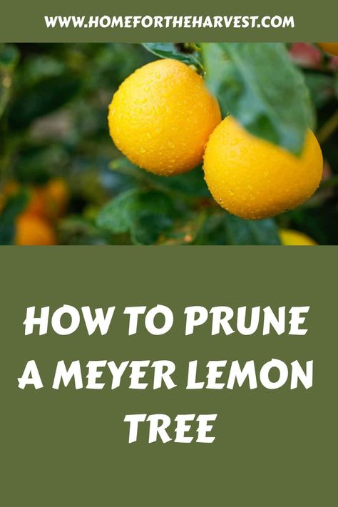 How to prune a Meyer lemon tree How To Prune A Lemon Tree, Pruning Lemon Trees, Meyer Lemon Tree Potted, Lemon Tree Potted Care, Prune Lemon Tree, Meyer Lemon Tree Care, Growing Lemons, Lemon Tree Potted, Lemon Hacks