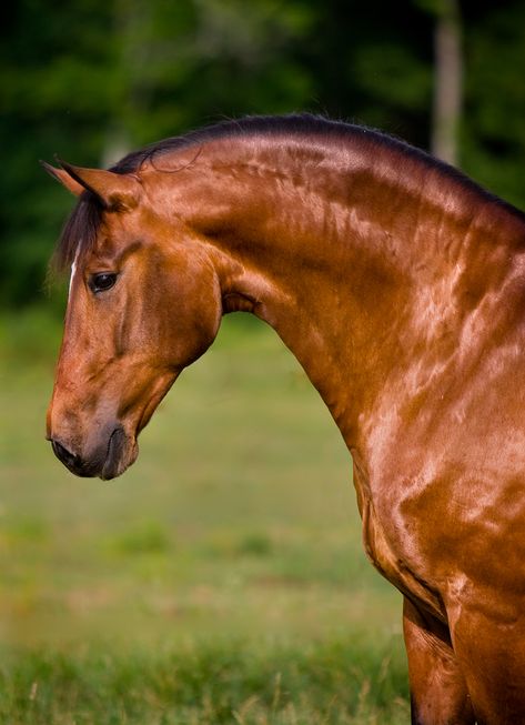 This dressage lusitano is for sale.  I want him! Lusitano Horse, Bay Horse, Most Beautiful Animals, Majestic Horse, Brown Horse, All The Pretty Horses, Horse Crazy, Equine Photography, Horse Photos