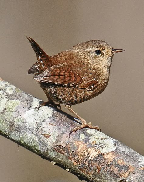 Winter Wren --Vicki's Backyard--Woodstock, Georgia | by davidcreebirder Winter Wren, British Wildlife, Airbrush Art, Backyard Birds, All Birds, Bird Pictures, Pretty Birds, Bird Photo, Colorful Birds