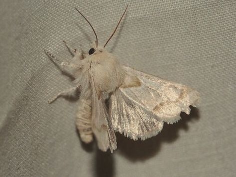 White Moth, Moth, White