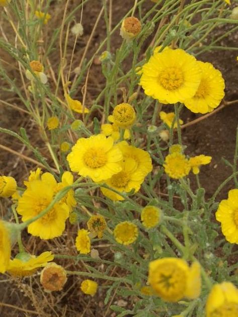 Baileya pleniradiata (Wooly Desert Marigold) Desert Marigold, Red Ink Tattoos, Red Ink, Native Plants, Ink Tattoo, Beautiful Flowers, Wild Flowers, Aura, Tattoos