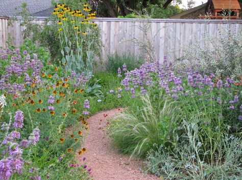 A prairie no-lawn garden grows in Plano, TX, north of Dallas. Click through to see Michael's pics and observations after his garden appeared on the city's 1st water-wise landscape tour. Plano Prairie Garden: Water-Wise Tour Retrospect Plants Grown In Water, Native Plant Landscape, Texas Landscaping, Xeriscape Landscaping, Water Wise Landscaping, Texas Native Plants, Shade Grass, Prairie Planting, Native Gardens