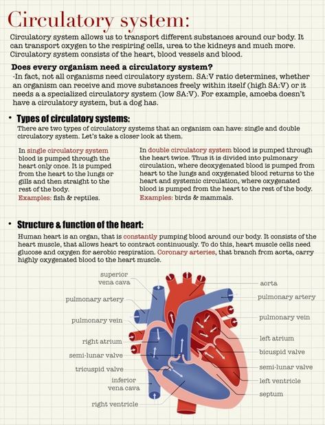 The Human Circulatory System, Biology Circulatory System, Science Circulatory System Notes, Biology Circulatory System Notes, Heart Physiology Notes, Anatomy Of Heart Notes, Human Heart Notes, Human Circulatory System Notes, Heart Biology Notes