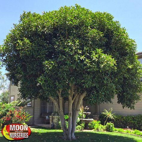 Ficus Rubiginosa: Also known by the common name, Rusty Leaf Fig, Evergreen Trees For Privacy, Mediterranean Garden Design, Trees For Front Yard, Backyard Trees, Backyard Dreams, Backyard Pool Landscaping, Mediterranean Garden, Shade Trees, Landscaping Tips