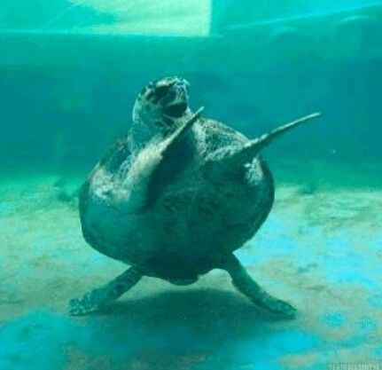 Turtle Dancing, Dancing Turtle, Turtle Gif, Frog And Turtle, Desert Tortoise, Turtle Sea, Baby Sea Turtle, Turtles Funny, Plastic Pollution