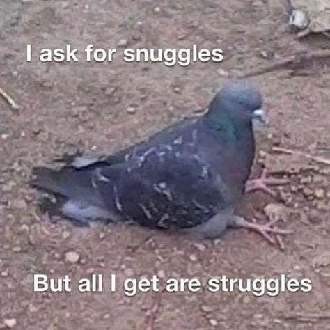 Sad Boy Birb #sadboyclub #sadboicluub Pigeon Sitting, Pigeon