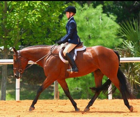 Horse Disciplines, English Pleasure, Hunter Under Saddle, Dream Photos, Hunter Jumper Horses, Hunt Seat, Equestrian Aesthetic, Horse Things, Dream Horse