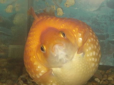 pearl scale goldfish. soo cute and fat! Pearl Scale Goldfish, Aesthetic Goldfish, Fat Goldfish, Cute Animal Wallpapers, Cute Animal Pfp, Fish Meme, Cute Goldfish, Cute Animal Character, Fish Aesthetic