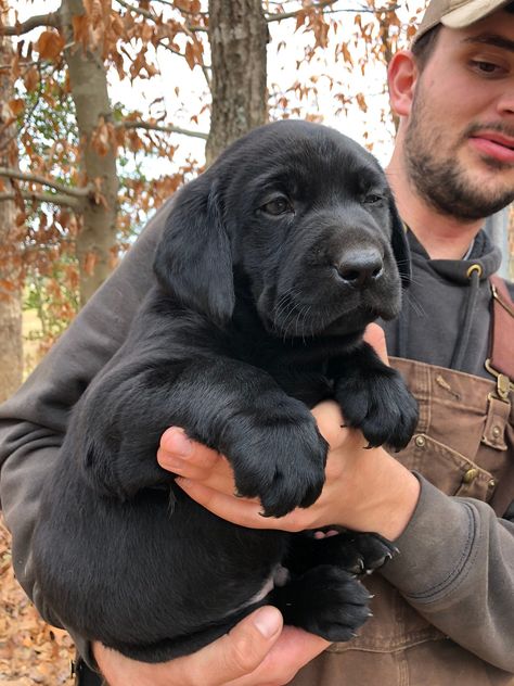 AKC “English Blockhead” Labrador Retriever Pups English Black Lab, English Labrador Retriever, English Lab Puppies, Lab Pups, Silver Lab Puppies, Labrador Puppies For Sale, Big Dogs Breeds, Biggest Dog In The World, Black Labrador Puppy