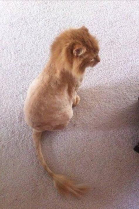 Cat shaved to Look like simba Lion Cat, Long Haired Cats, Like A Lion, Orange Cat, On The Floor, Shiba Inu, Crazy Cat Lady, Bones Funny, Crazy Cats