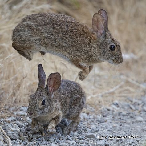 Rabbit Leaping, Rabbit Species, Cottontail Rabbit, Small Rabbit, Rabbit Illustration, Leaping Bunny, Visual Language, Pet Animals, Wonderful Picture