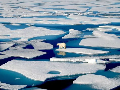 Global Warming: Arctic Circle As Hot As Hong Kong Average Temperatures Procedural Generation, Glaciers Melting, Conservation Biology, Green Queen, Sea Level Rise, Environmental Conservation, Arctic Circle, Polar Bears, Environmental Art