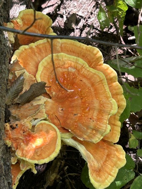 chicken of the woods (Laetiporus sulphureus) Sarah Ross, Chicken Of The Woods, September 2024, Twitter Instagram, Stuffed Mushrooms, Chicken, Wood