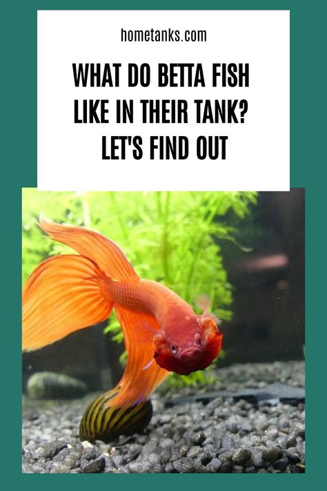 One of the most important things you can do for your betta fish is to provide them with environmental enrichment. Read through this article to know what you need to create the perfect environment for betta fish. #bettafish #aquariumfish #freshwaterfish What Fish Can Live With Bettas, Community Fish Tank, Planted Betta Tank, Betta Care, The Perfect Life, Betta Aquarium, Betta Fish Care, Cleaning Fish, Betta Tank