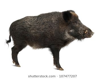 Wild boar, also wild pig, Sus scrofa, 15 years old, standing against white background Pig Hunting Dogs, Emboar Pokemon, Boar Hunting, Hog Heaven, Wild Pig, Animal Flashcards, Image Nature, Border Terrier, Wild Boar