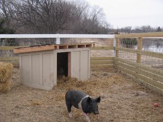 A huge winter storm is on it's way, and the three little  pigs decided to destroy their straw bale house.  So this weekend a new house was m... Diy Pig Fence, Pigs Pen Ideas, Pig Set Up, Diy Pig Enclosure, Pig Pens Diy, Pig Shed Ideas, Diy Pig House, Diy Pig Pen Outside, Pig Pen Ideas Shelters