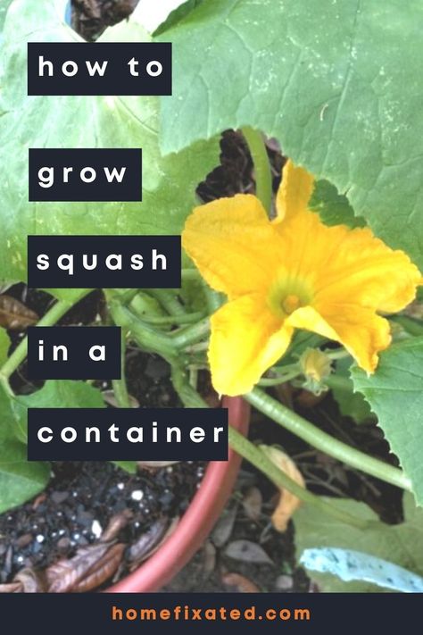 Are you starting a garden? Want to grow sqaush? Improve your garden and outdoor space Learn the easy way how to grow squash in a container. #homefixated Container Squash How To Grow, Growing Squash In Containers, Squash In Containers, How To Grow Squash, Grow Squash, Fried Squash, Growing Squash, Castor Oil For Skin, Diy Container