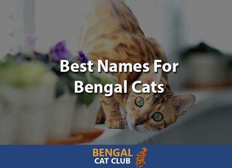 Names That Mean Warrior, Bangle Cat, Bengal Cat Names, Names For Girl, Celtic Name, Royal Names, German Names, Best Names, French Names