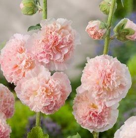 Growing Hollyhocks, Alcea Rosea, Hollyhocks Flowers, Rose Seeds, Flower Garden Design, Flower Spike, Hardy Perennials, Organic Seeds, Garden Layout