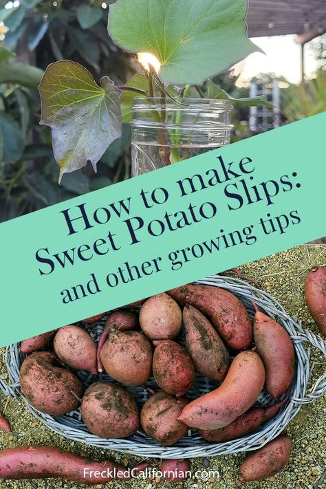 Do you eat sweet potatoes? Did you know they are one of the best crops for Summer gardens? I'm sharing how I grow sweet potatoes in my home garden and also how I root my own cuttings so I can continue to grow sweet potatoes for FREE for years to come. There is nothing like eating a homegrown sweet potato---it's sweet and fluffy---and they are easy plants to care for. Get all my organic gardening tips! Grow Sweet Potatoes, California Gardening, Sweet Potato Slips, Sweet Potato Plant, Growing Sweet Potatoes, Sweet Potato Vine, How To Store Potatoes, Homegrown Food, Seasonal Living