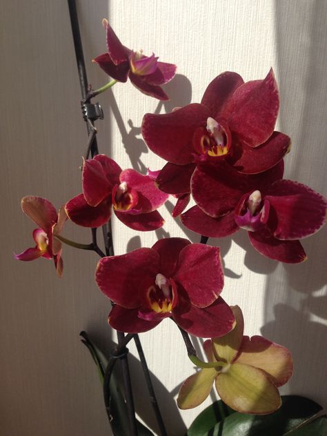 Red Orchid Aesthetic, Red Orchid, Orchid Collection, Red Orchids, Boquette Flowers, Flower Company, Nothing But Flowers, Flower Therapy, Beautiful Bouquet Of Flowers