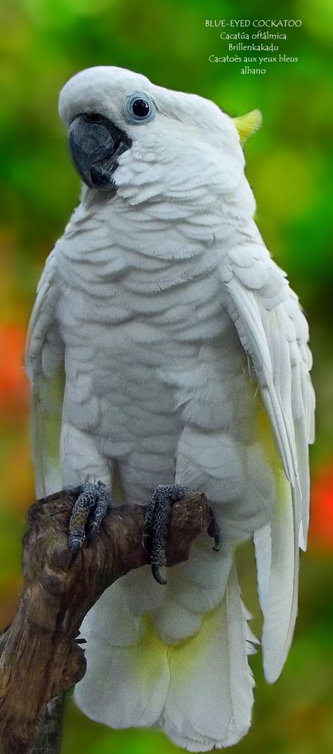 Blue Eye Ring, My Colors, Bright Blue Eyes, Blue Eyed, Reddish Brown, Bright Blue, Blue Eyes, Parrot, Birds