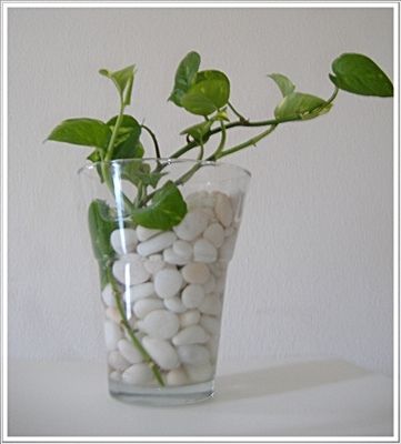 cool way to start pothos/philodendron cuttings Pothos In Water Vase, Low Maintenance House Plants, Plants Grown In Water, Funky Vases, Pothos Plants, Tanaman Air, White Rocks, Epipremnum Aureum, Indoor Water Garden