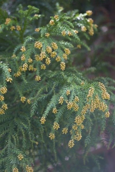 Japanese Cedar Tree Facts: How To Care For Japanese Cedar - Japanese cedar trees are lovely evergreens that become more splendid as they mature. For Japanese cedar tree facts, including how to care for Japanese cedar, this article will help. Click here to learn more. Japanese Cedar Tree, Italian Trees, Tree Facts, Japanese Cedar, Brick Patterns Patio, Benefits Of Gardening, Cedar Tree, Lush Lawn, Above Ground Pool Decks