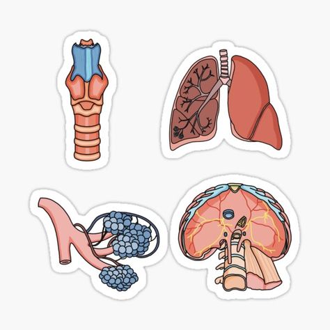 Anatomy Stickers Printable, Anatomy Stickers Goodnotes, Larynx Drawing, Biology Stickers Printable, Lungs Sticker, Diaphragm Anatomy, Medicine Stickers, Biology Stickers, Med Stickers