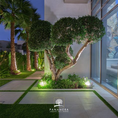 Olive Tree Outdoor Gardens, Garden And Pool Design, Garden Hallway, Roof Landscape, Dubai Garden, Backyard Trees, Rooftop Design, Modern Backyard Landscaping, Conceptual Architecture