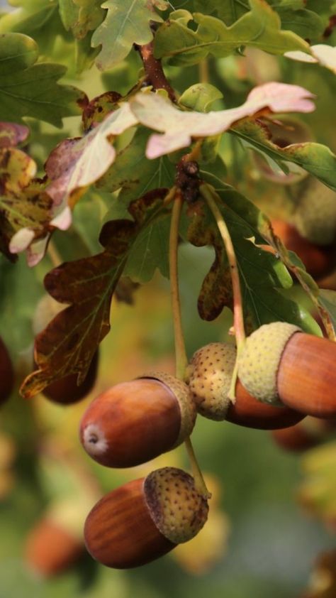 Vegetables Photography, Baby Diy Projects, Flower Cottage, Arts And Crafts Furniture, Fall Fruits, Plant Photography, Autumn Nature, Autumn Scenery, Fall Diy