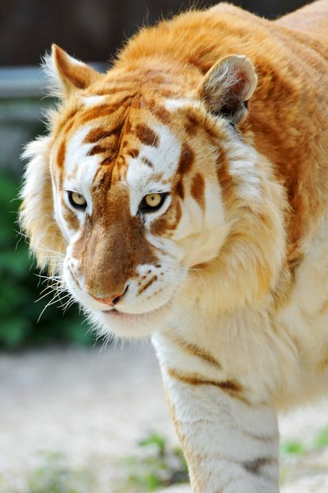 This very rare “golden” tiger is believed to be one among 30 that exist in the entire world. Golden Tabby Tiger, Golden Tiger, Tiger Art, Rare Animals, A Tiger, Animal Wallpaper, Cat Face, Big Cats, Wild Cats