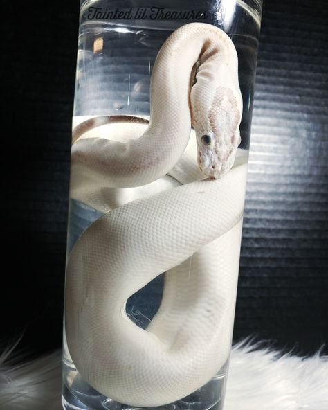 Wet specimen snake by @taintedliltreasures on Instagram I make all kinds of wet specimens and other oddities! Taxidermy Wet Specimen, Snake Wet Specimen, Wet Specimen Aesthetic, Snake Taxidermy, Diaphonized Specimens, Preserved Animals, Wet Specimen Taxidermy, Wet Specimen, Vulture Culture