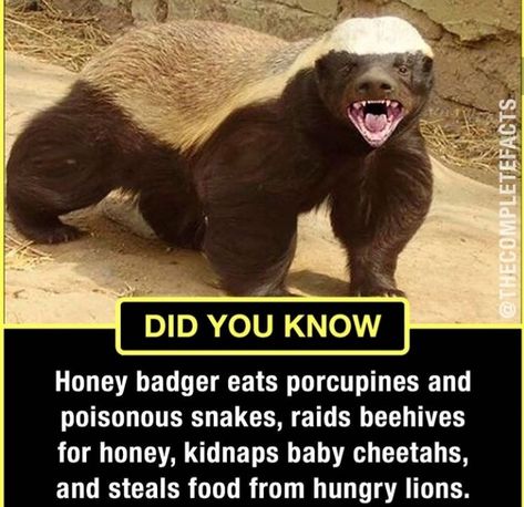 Honey Badger Humor, Relatable Statements, Honey Badger Tattoo, Vicious Animals, Badger Tattoo, Animal Biology, Honey Badgers, Animal Facts Interesting, Baby Cheetahs