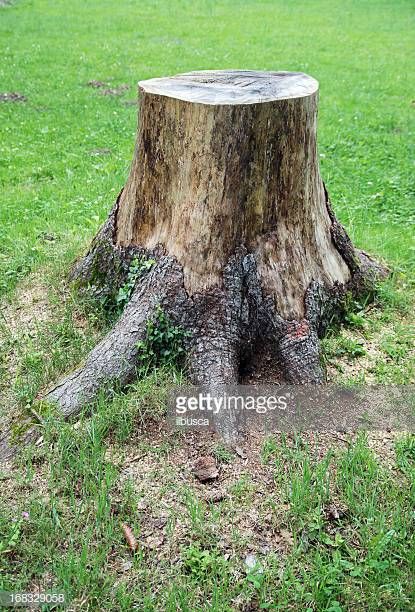 Kill Tree Roots, Kill Tree Stump, Tree Stump Decor, Tree Stumps, Laundry Tips, Props Art, Floral Border Design, Tree Trunks, Tree Roots