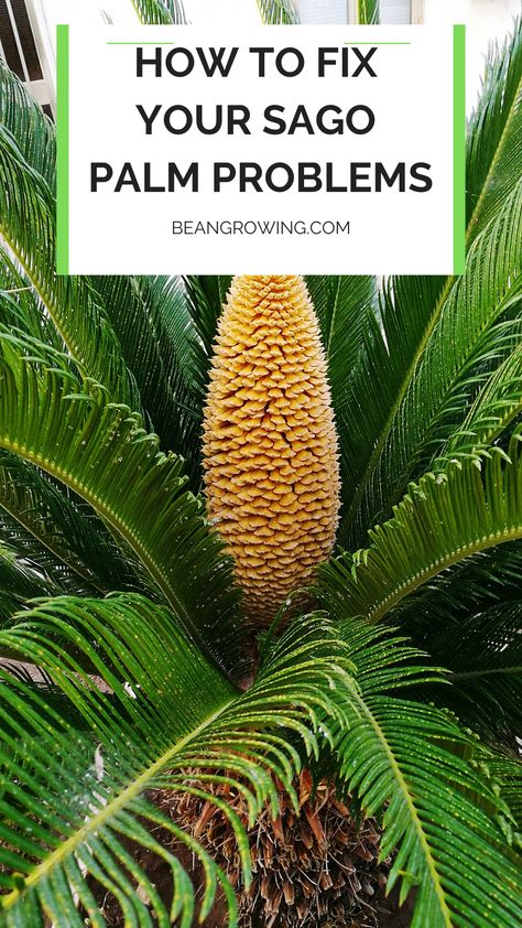 The following diseases and problems that can severely damage your sago palm: Sooty Mold, Brown Fungus and Ganoderma Butt Rot Sago Palm In Pot, Sago Palm Landscaping, Sego Palm, Sago Palm Care, Palm Tree Care, Sago Palm Tree, Sago Palm, Potted Plants Outdoor, Plants Outdoor