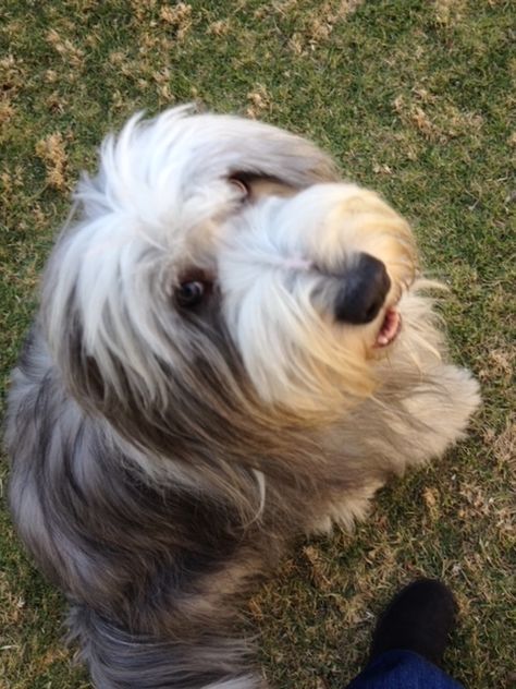 Bearded Collie Puppies, Dog Breeds Pictures, Every Dog Breed, Dog Best Friend, Collie Puppies, Bearded Collie, Border Collie Dog, English Sheepdog, Adorable Dogs