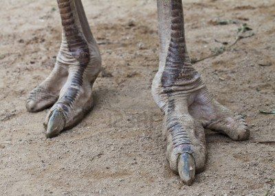 Quite amazing that a bird with such elegant eyelashes and feathers has such astoundingly prehistoric feet! Nature is full of contrasts. Ostrich Sculpture, African Antelope, Small Dragon Tattoos, Japanese Dragon Tattoo, Extreme Close Up, Paws And Claws, Types Of Animals, Big Bird, Emu