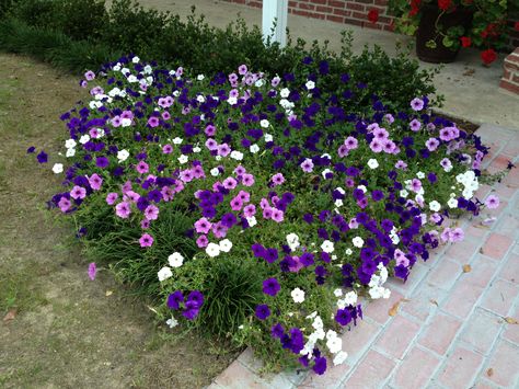 Wave petunias. Petunias. Great way to fill up your flower bed! Petunia Garden Flower Beds, Wave Petunias Flower Bed, Petunia Flower Bed, Simple Flower Bed Ideas, Dollhouse Patio, Verbena Plant, Green Tea Coffee, Winter Container Gardening, Wave Petunias