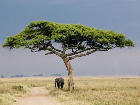 The Great East African Safari Experience - Condé Nast Traveler Ed Wallpaper, African Tree, Acacia Tree, Africa Safari, Safari Tour, Out Of Africa, African Wildlife, Photos Hd, African Elephant