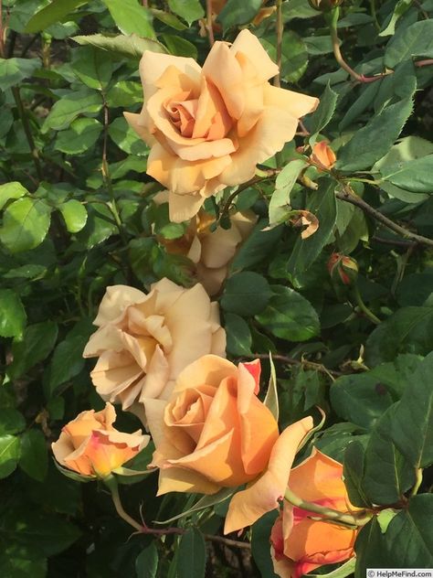 Butterscotch Rose, Rose Photo, Rose Photos, Climbing Roses, Rose Garden, The Rose, Climbing, Florist, Roses