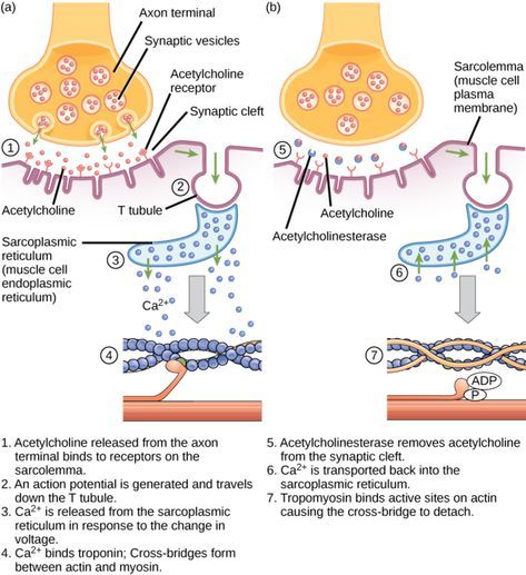 image Skeletal Muscle Contraction, Biology Textbook, Mcat Study, Plasma Membrane, Basic Anatomy And Physiology, Ap Biology, Muscular System, Nursing School Studying, Medical School Studying