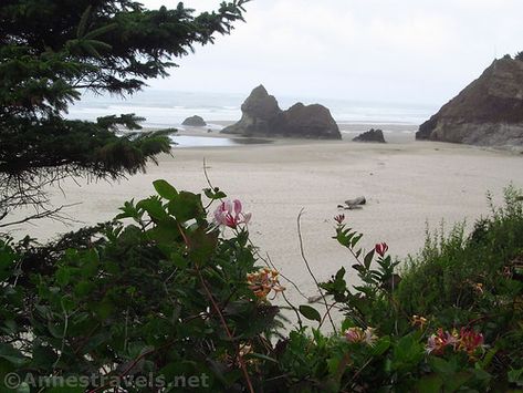 Wildflowers in the parking area overlooking Lion Rock and Arcadia Beach in Oregon Parking Area, Misty Morning, Cannon Beach, Northern California, Pacific Northwest, North West, 15 Minutes, Wild Flowers, Oregon