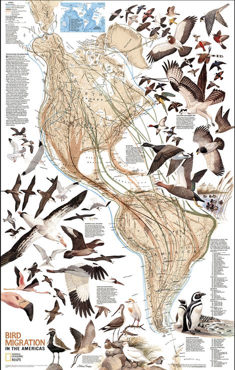 Bird Migration Map, Animal Infographic, Penguin Species, Bird Identification, Nature Projects, Bird Migration, Science Illustration, Migratory Birds, Free Maps