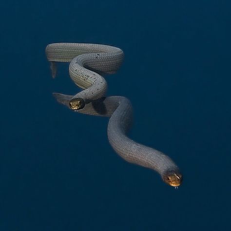 Eels Sea Snake, Fauna Marina, Sea Serpent, Underwater Life, Water Life, Aquatic Animals, Reptiles And Amphibians, Ocean Creatures, Sea World